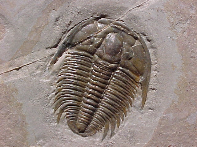 Paleovertebrate Fossils from China